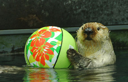 Water Polo